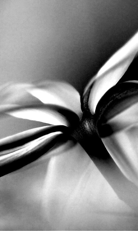 Цветок обои