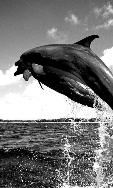 Дельфины обои