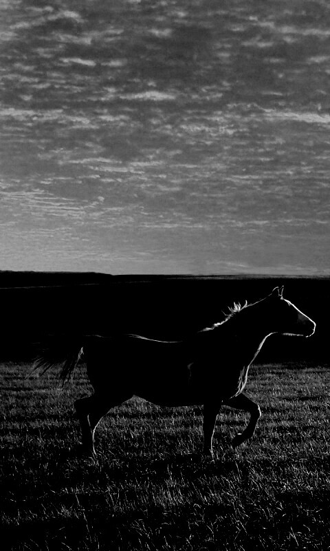 Мустанг обои