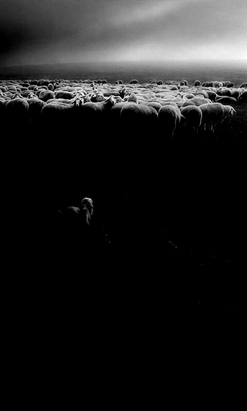 Волк и овцы обои