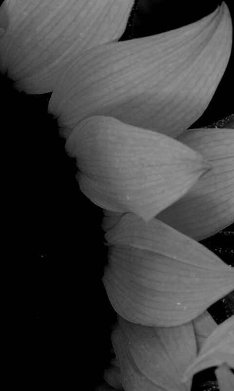 Подсолнухи обои