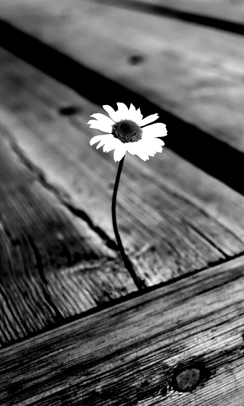 Жизнь среди смерти обои