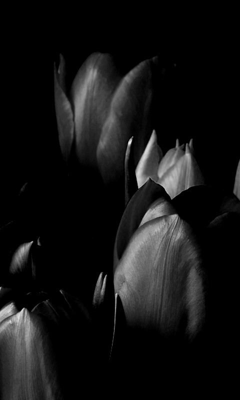Тюльпаны обои