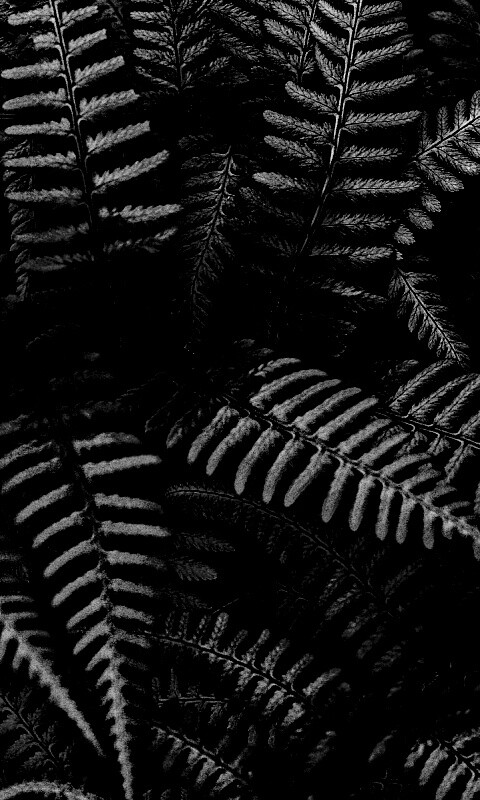 Папоротник обои