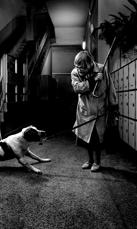 Непослушная собака обои