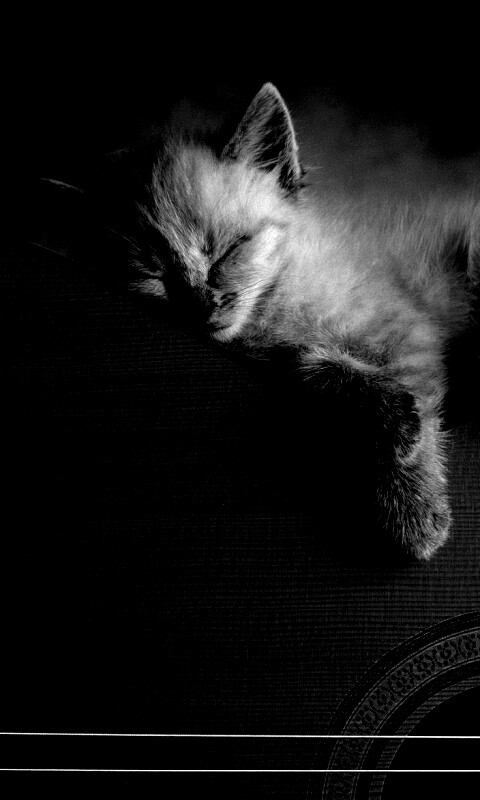 Котенок на гитаре обои