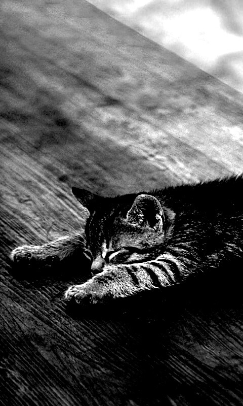 Растянувшийся кошара обои