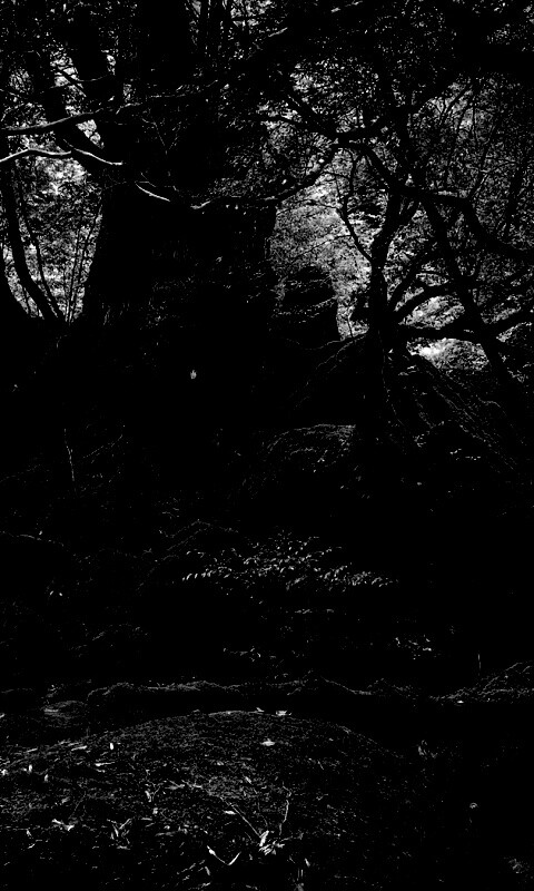 Древний лес обои