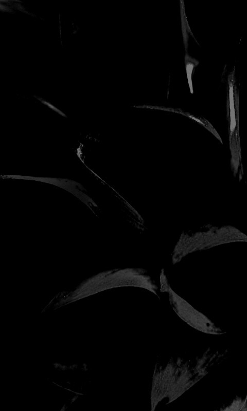 Лепестки обои