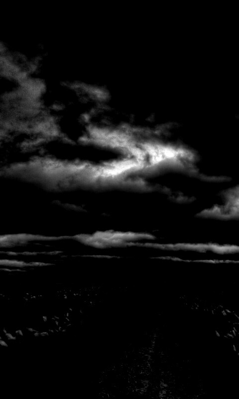 Цветочное поле под грозовым небом обои