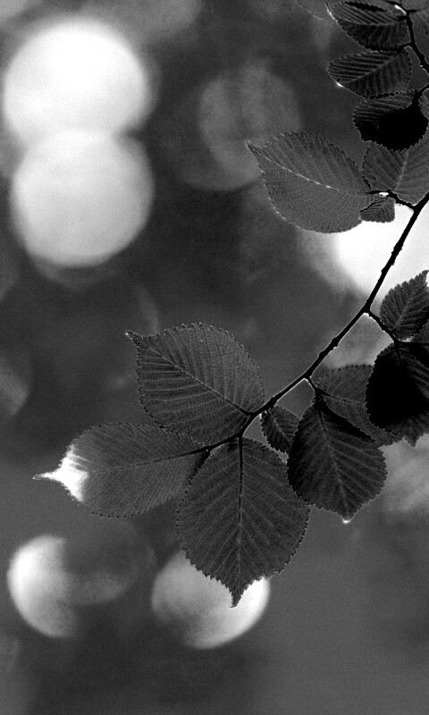 Зеленая ветка с листьями обои