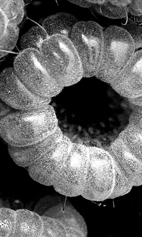 Малина обои