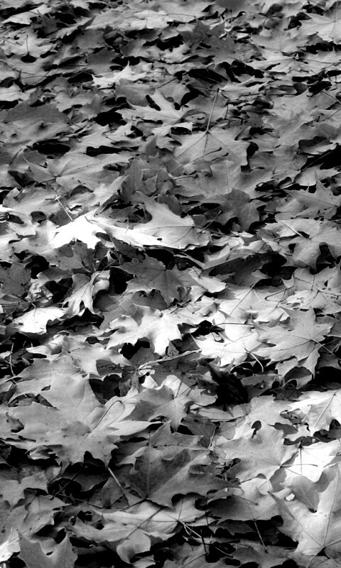 Листья клена обои