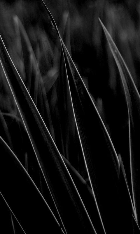 Идеальная зелень обои