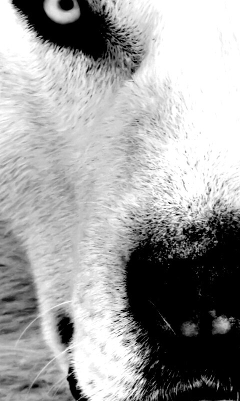 Сибирский хаски обои