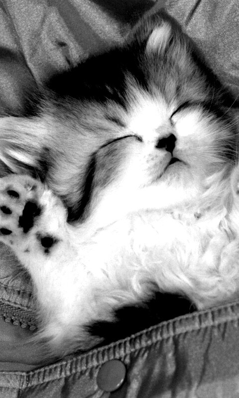 Котенок на розовой куртке обои