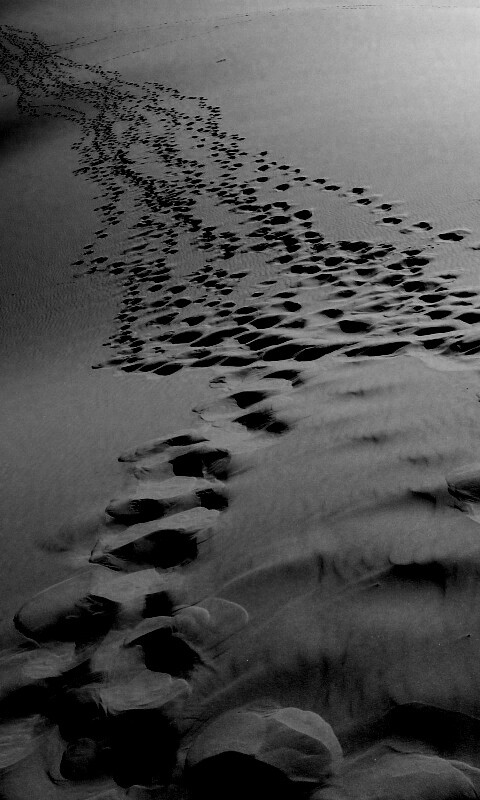 Следы в пустыне обои