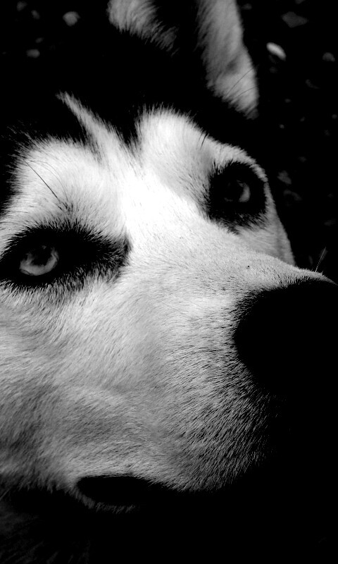 Собака хаски обои