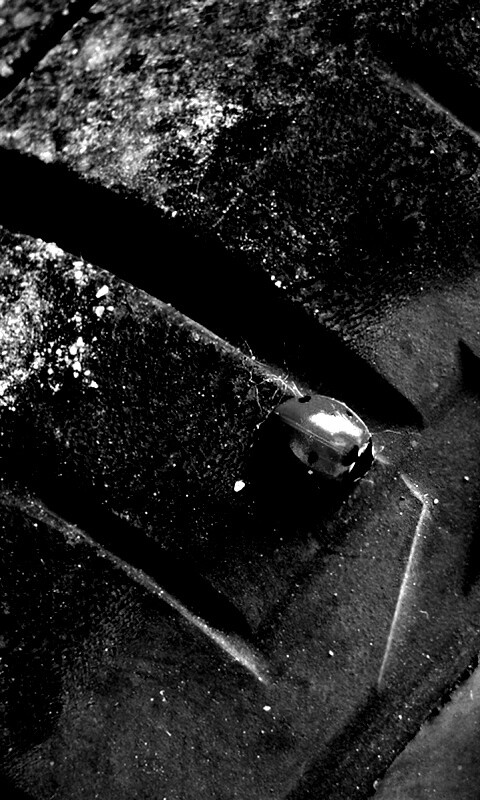 Божья коровка на автомобильной покрышке обои