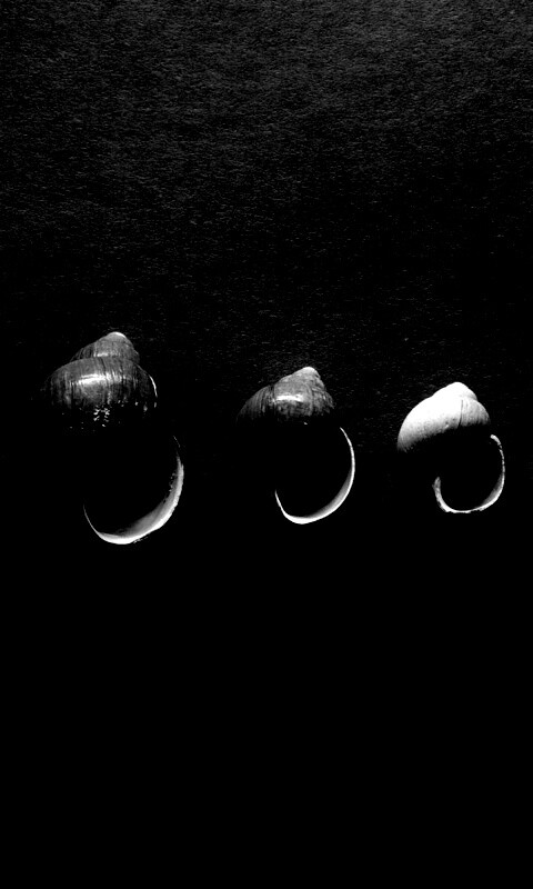 Раковины обои