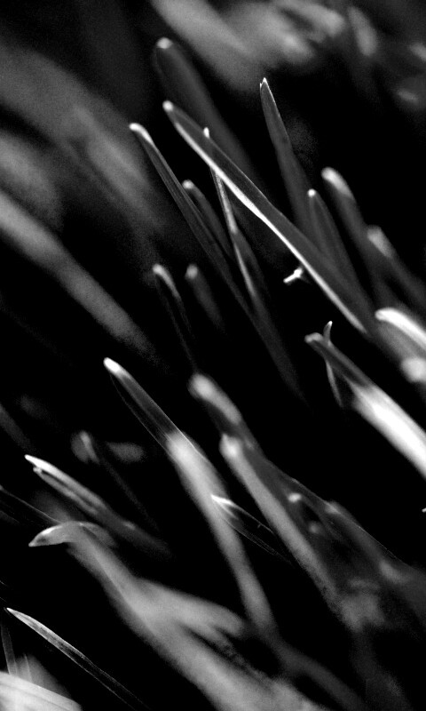 Зеленая свежая трава обои