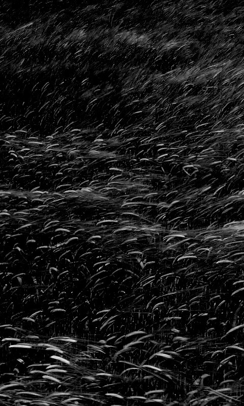 Колышущаяся трава обои