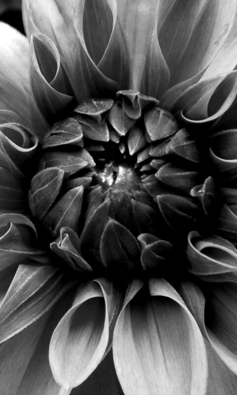 Аленький цветочек обои