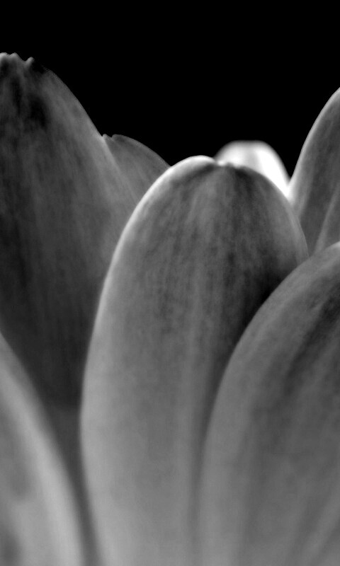 Цветочные лепестки обои