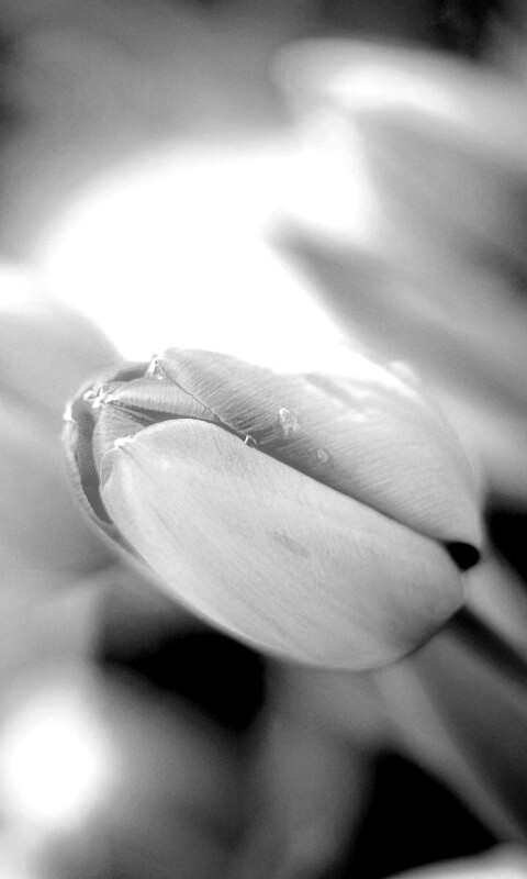 Красивый тюльпан обои