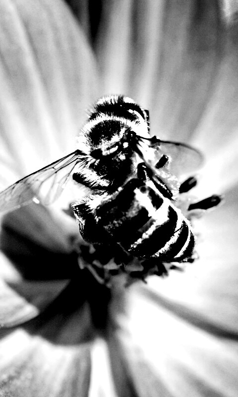 Пчела на цветке обои