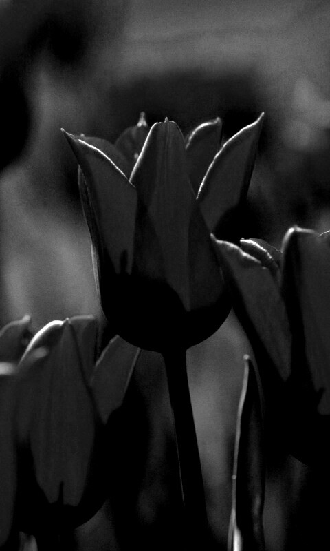 Красные цветы обои