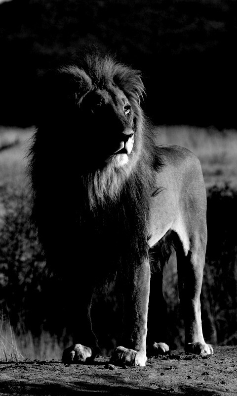 Царь зверей обои