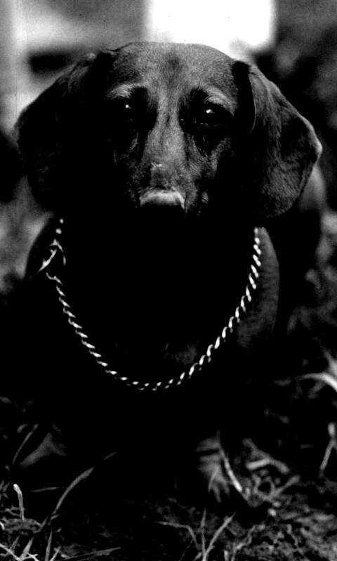 Рыжая такса обои