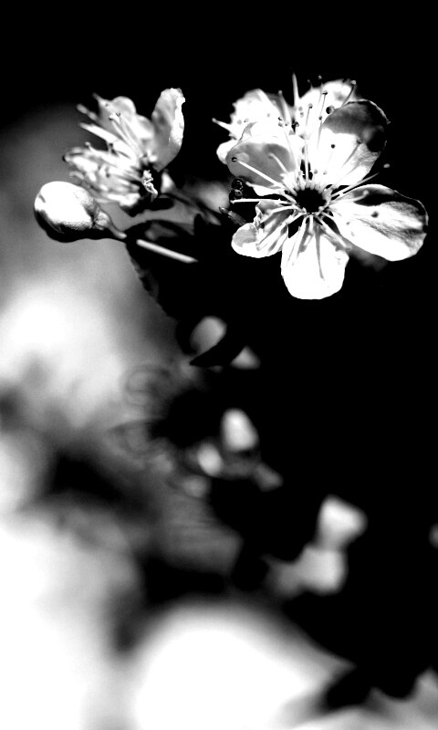 Цветок вишни обои