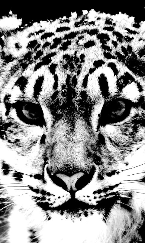 Снежный барс обои