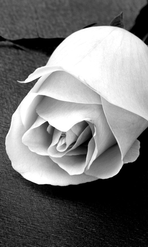 Розовая роза обои