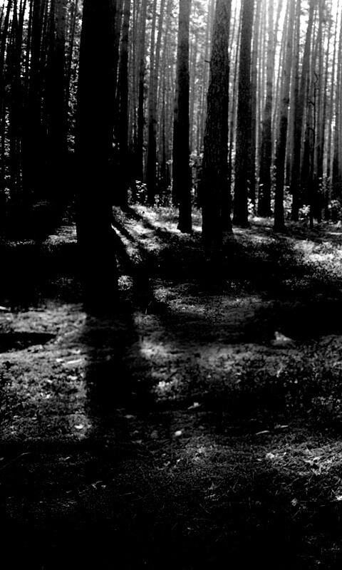 Солнечный лес обои