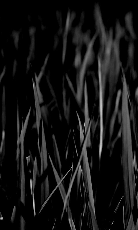 Яркая сочная трава обои