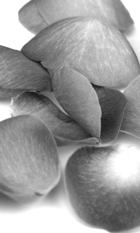 Лепестки розы обои