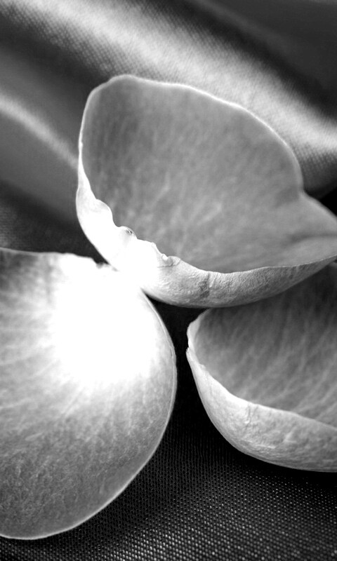 Лепестки розы на голубой ткани обои