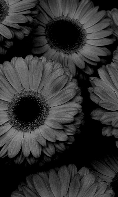 Желтые герберы обои