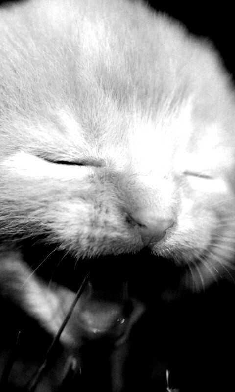 Маленький котенок обои