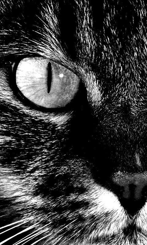 Кошачья морда обои