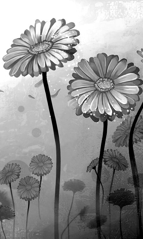 Векторные ромашки обои