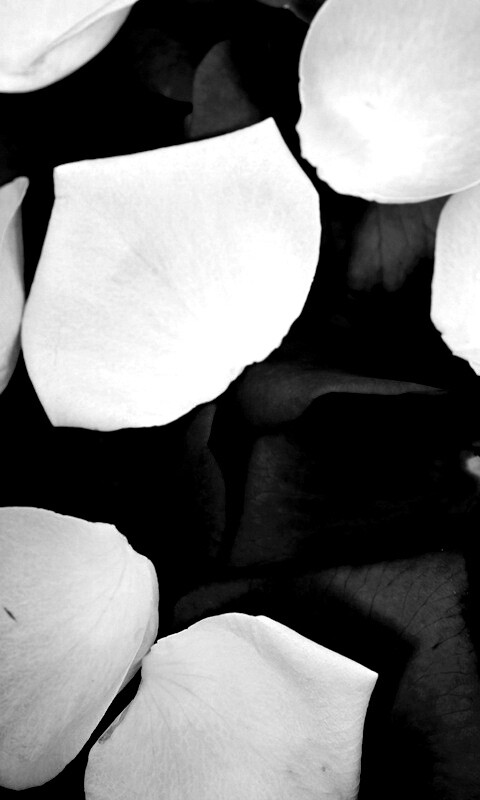 Розовые и красные лепестки обои