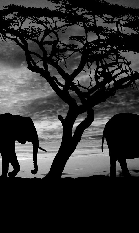 Силуэты слонов обои