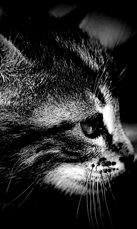 Котенок с голубыми глазами обои