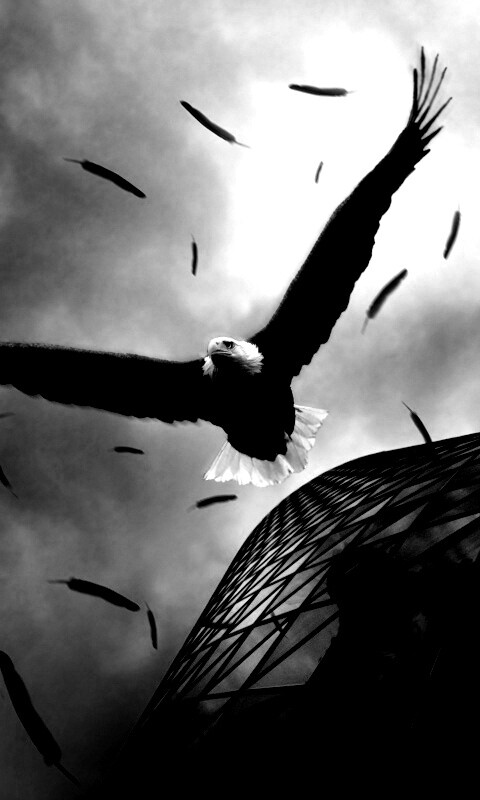 Орлиный полет обои