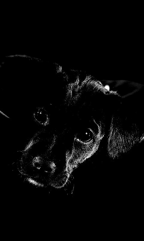 Собачка в сумке обои