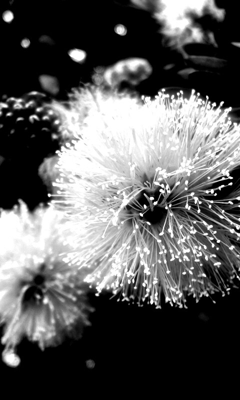 Сказочный цветок обои